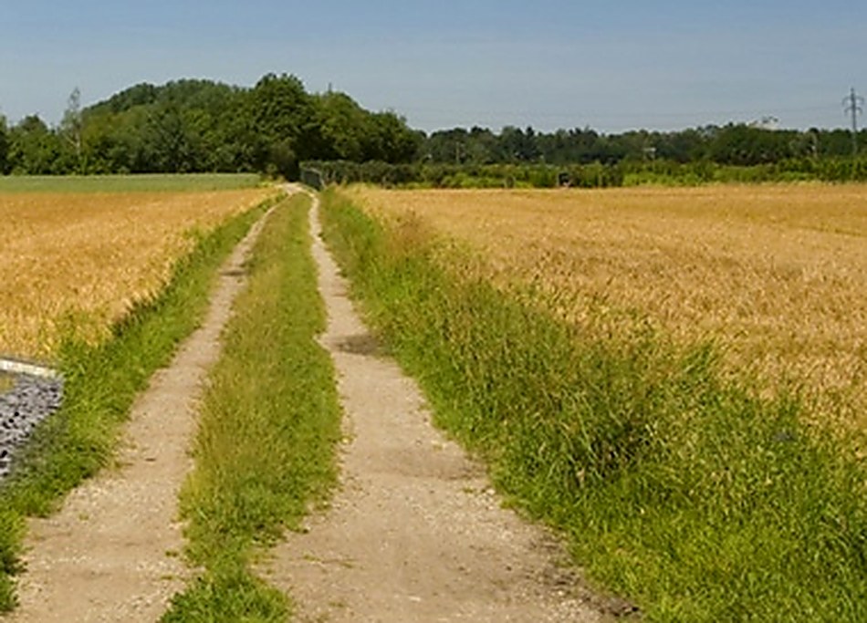 Ausgefahrener Feldweg zwischen Kornfeldern